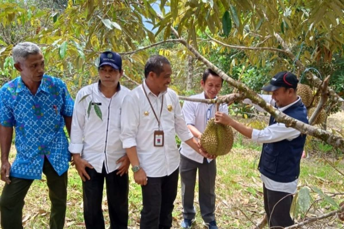 Pemkab Sigi  berdayakan warga miskin tanam durian-kelengkeng