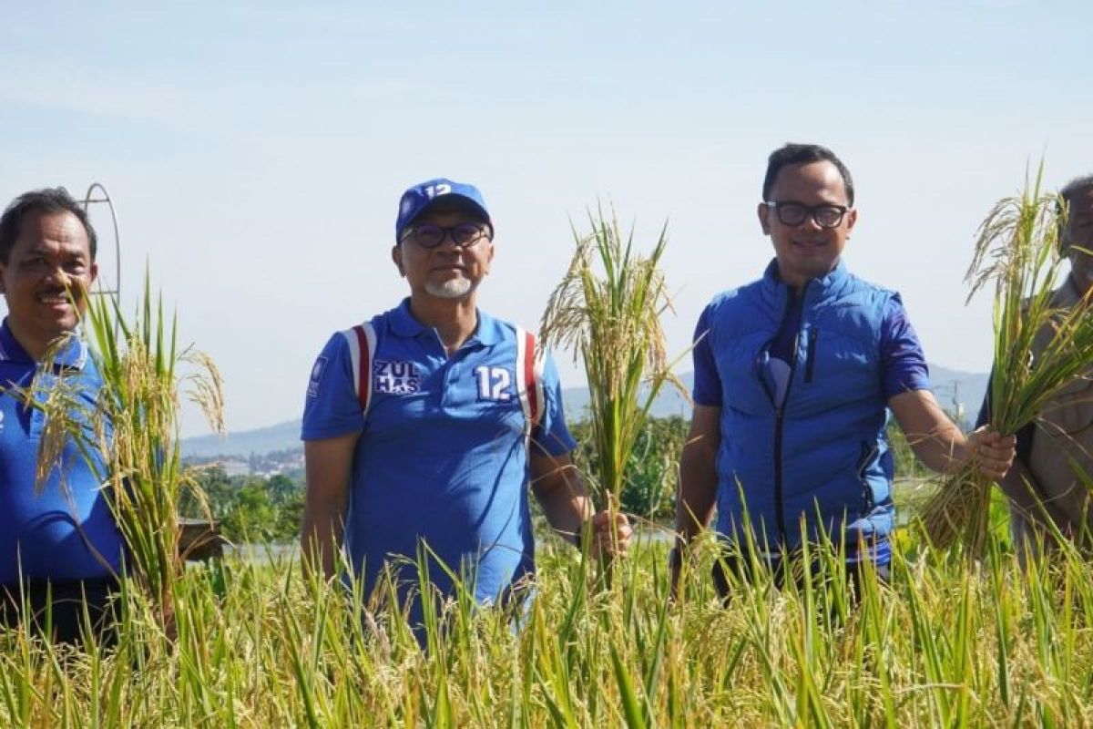 Menteri Perdagangan Zulkifli Hasan panen padi perdana 2023 di Mulyaharja Bogor