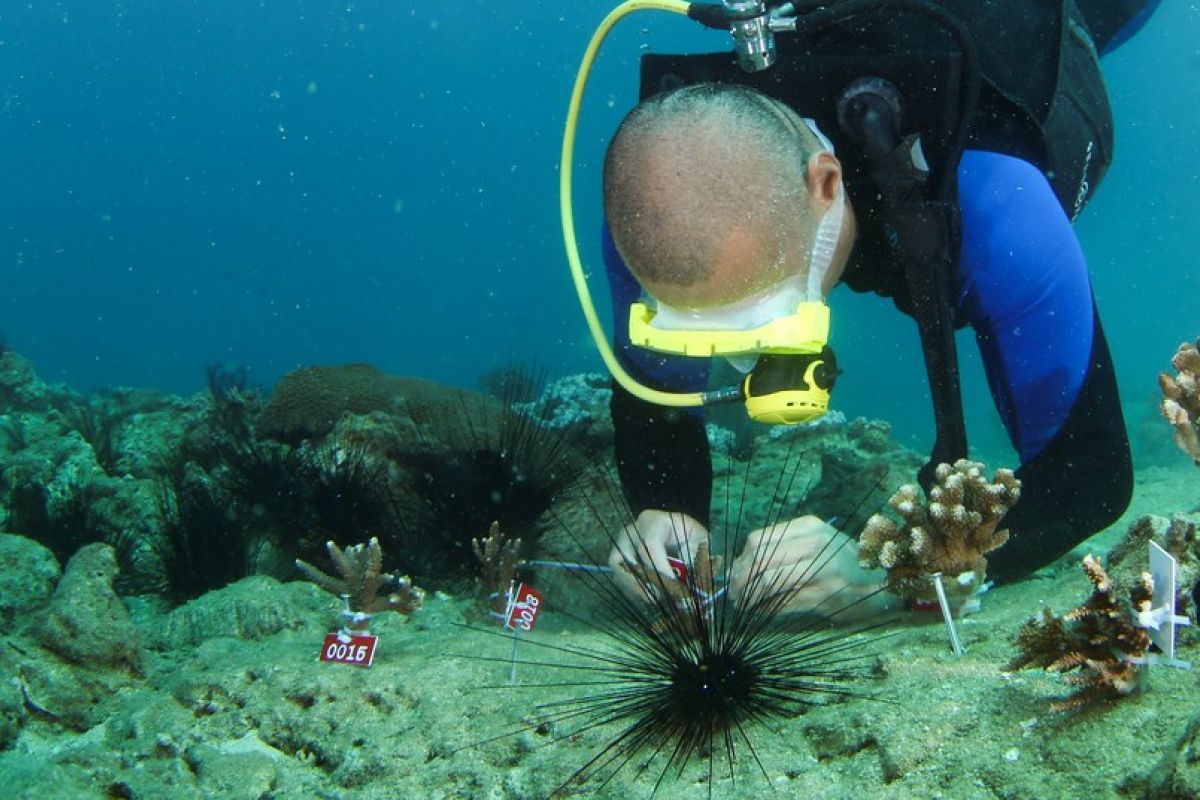 Proyek pemulihan ekosistem terumbu karang Teluk Yalong telah rampung