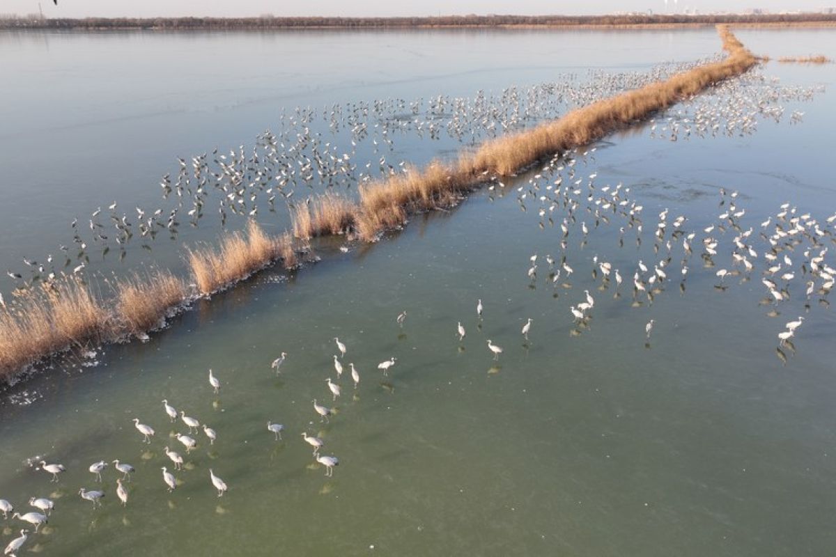 Ribuan burung migran lewatkan musim dingin di cagar alam China utara