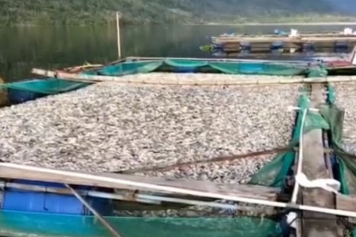 Menelisik penyebab kematian massal ikan di Danau Ranau Lampung