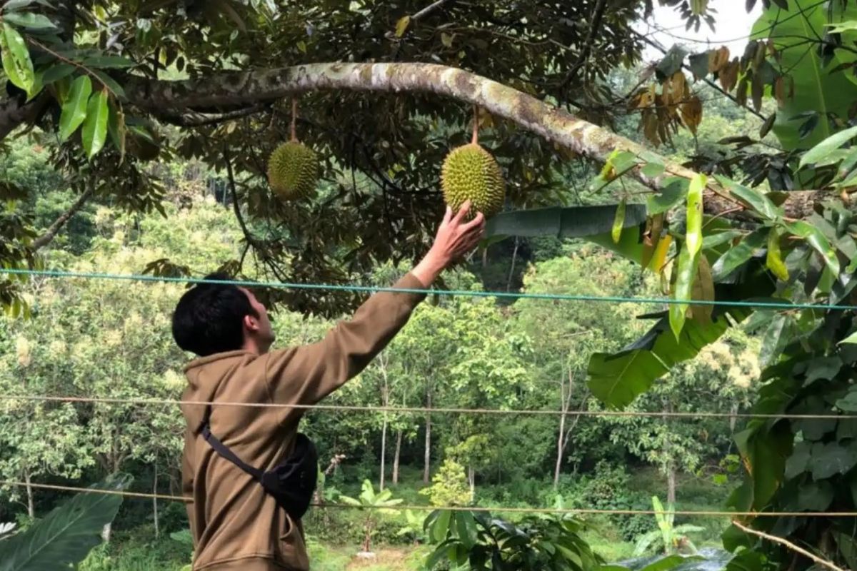 Durian "Saman" dijadikan ikon