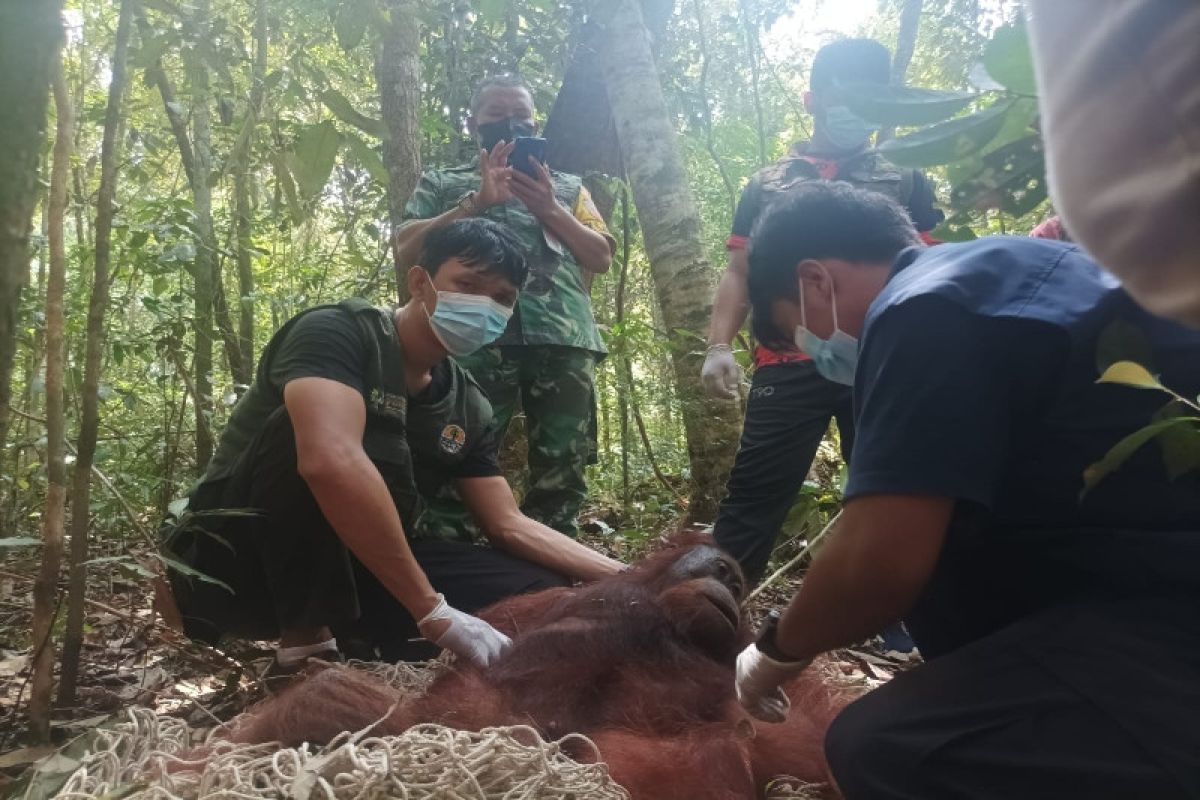 Satu orang utan dilepas di kawasan konservasi Kotawaringin Barat