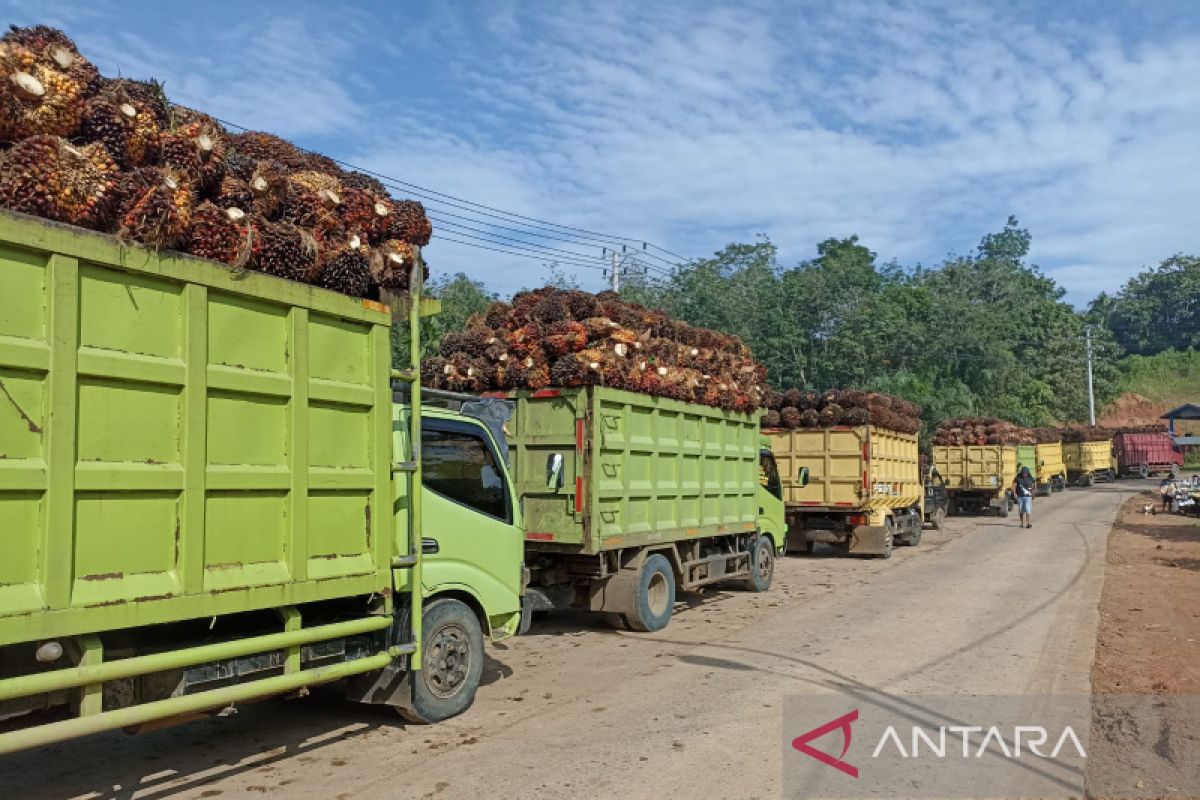 Bengkulu miliki potensi ekspor CPO kelapa sawit secara langsung