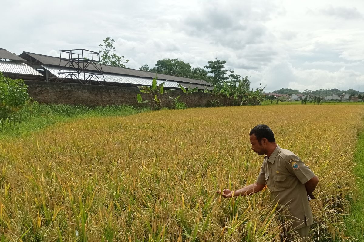 Pemkab Lebak kembangkan varietas benih Cakrabuana dukung swasembada pangan