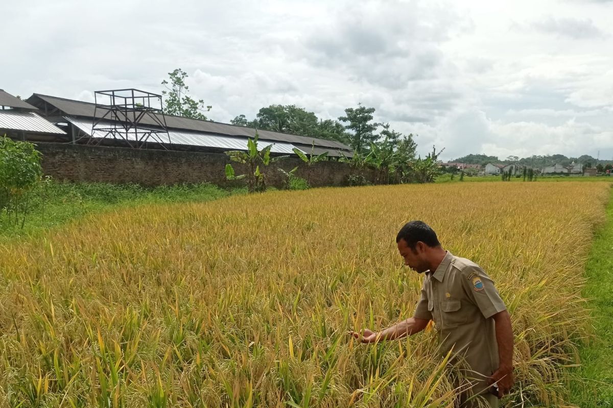 Lebak butuh lahan 70 hektare penuhi pembenihan padi varietas unggul