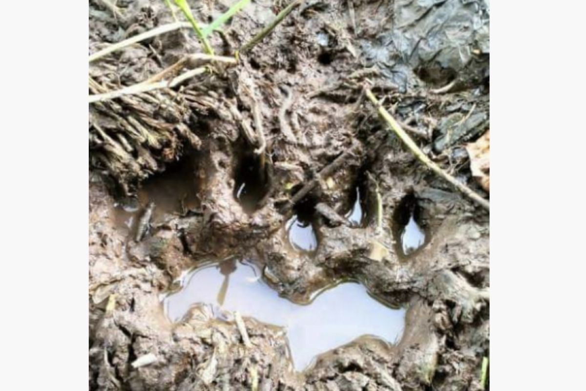 Tiga ekor sapi warga Aceh Jaya diterkam harimau, petani takut ke kebun