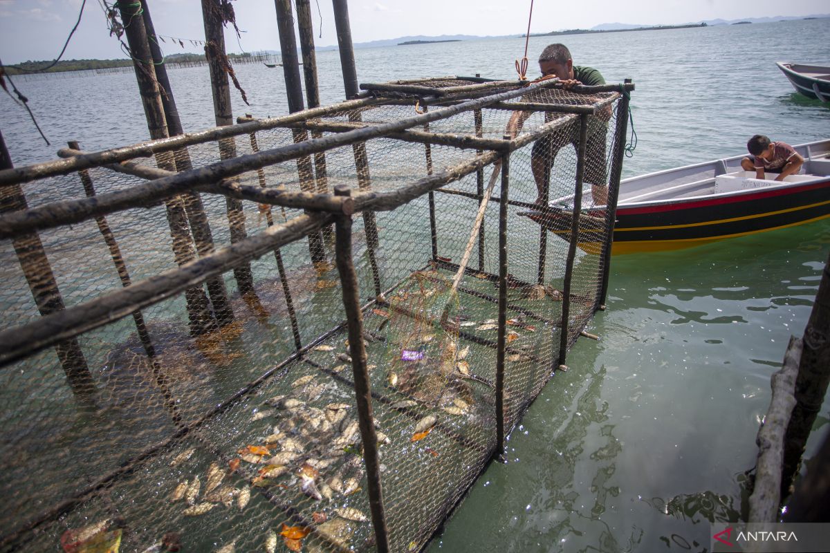 Nelayan Batam sambut musim ikan dingkis dengan pasang kelong