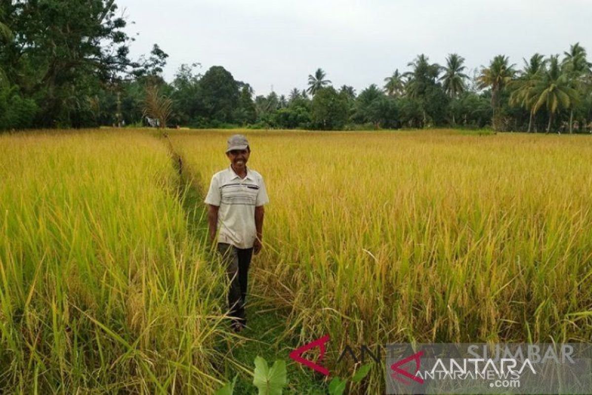 Produksi padi di Agam anjlok 62.053 ton