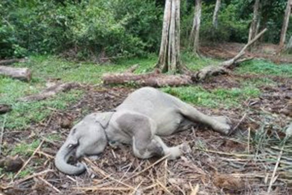 Warga menemukan anak gajah mati di Taman Buluh Cina Kampar Riau