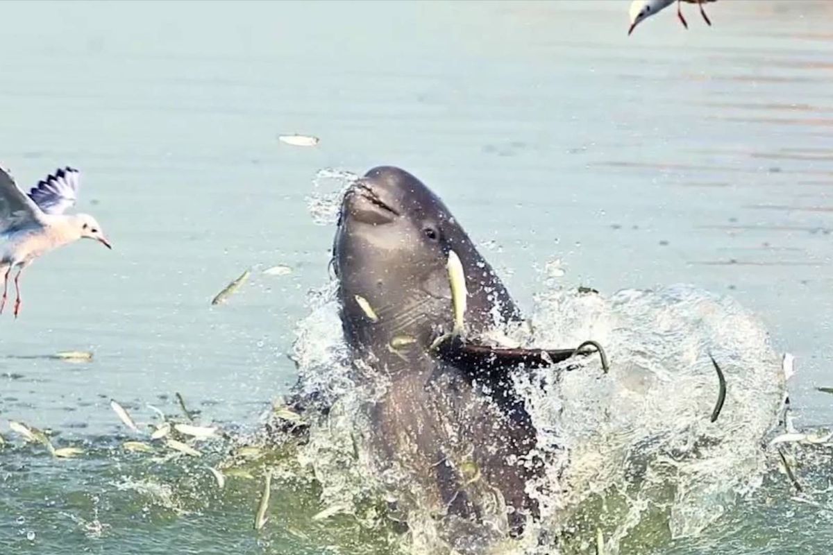 Potret lumba-lumba tanpa sirip usai kekeringan di Danau Poyang