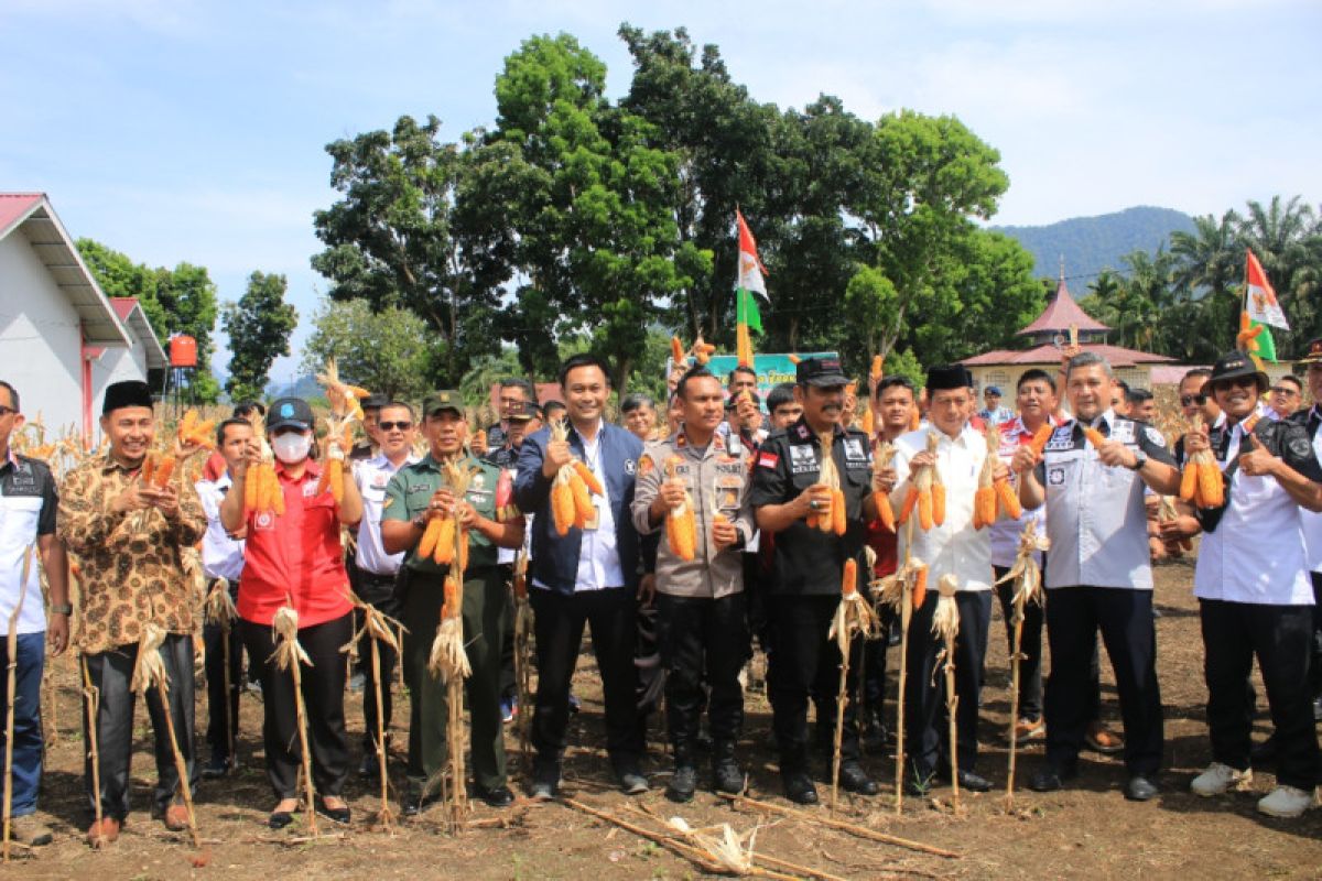 Warga binaan Lapas Terbuka Pasaman panen raya jagung