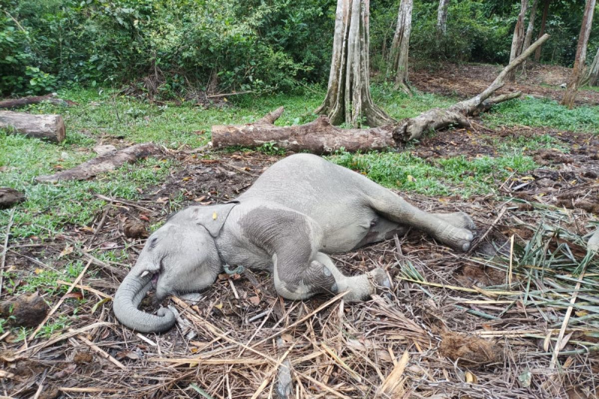 Dunia konservasi kembali berduka, anak gajah di Kampar mati akibat virus