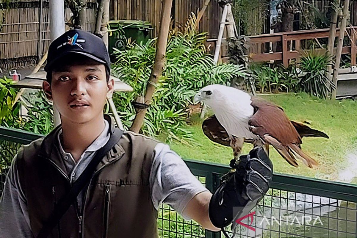 Ancol hadirkan atraksi burung maskot Jakarta dan Jakarta Utara