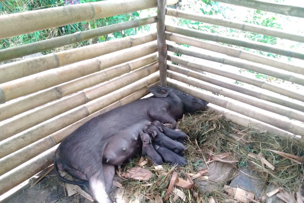 Karantina Ende imbau warga antisipasi penyebaran ASF