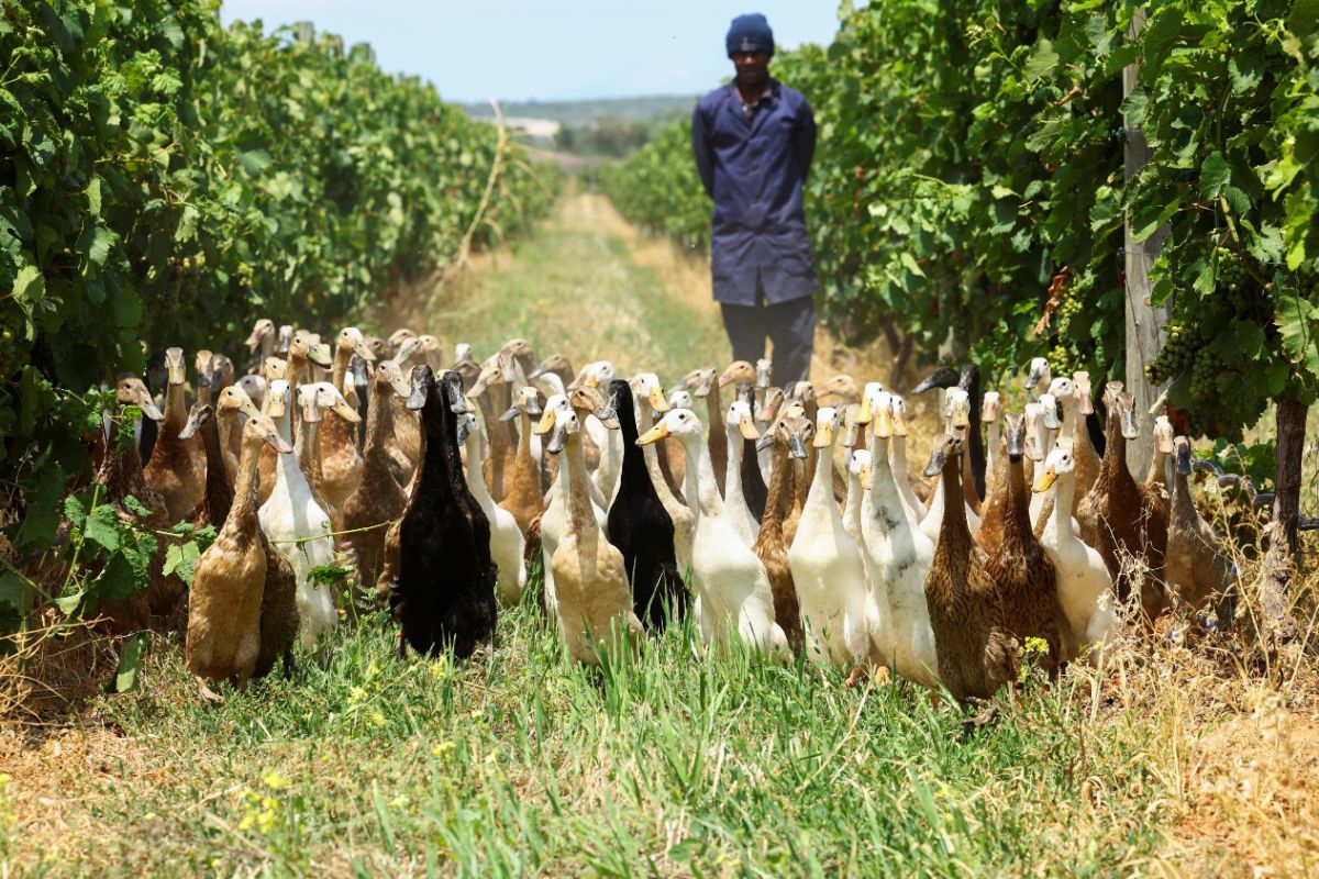 Pasukan bebek jadi prajurit kebun anggur di Afrika Selatan