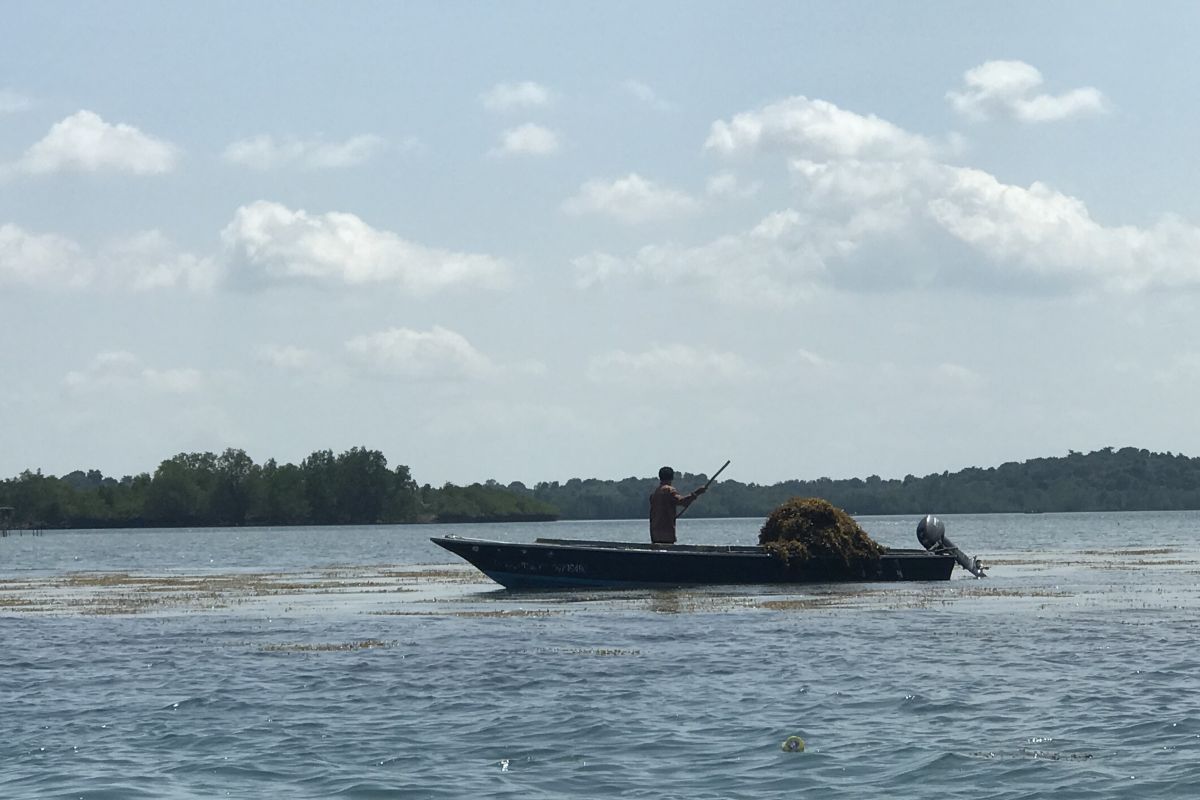 Pemprov Kepri daftarkan 38 ribu nelayan jadi peserta program BPJAMSOSTEK