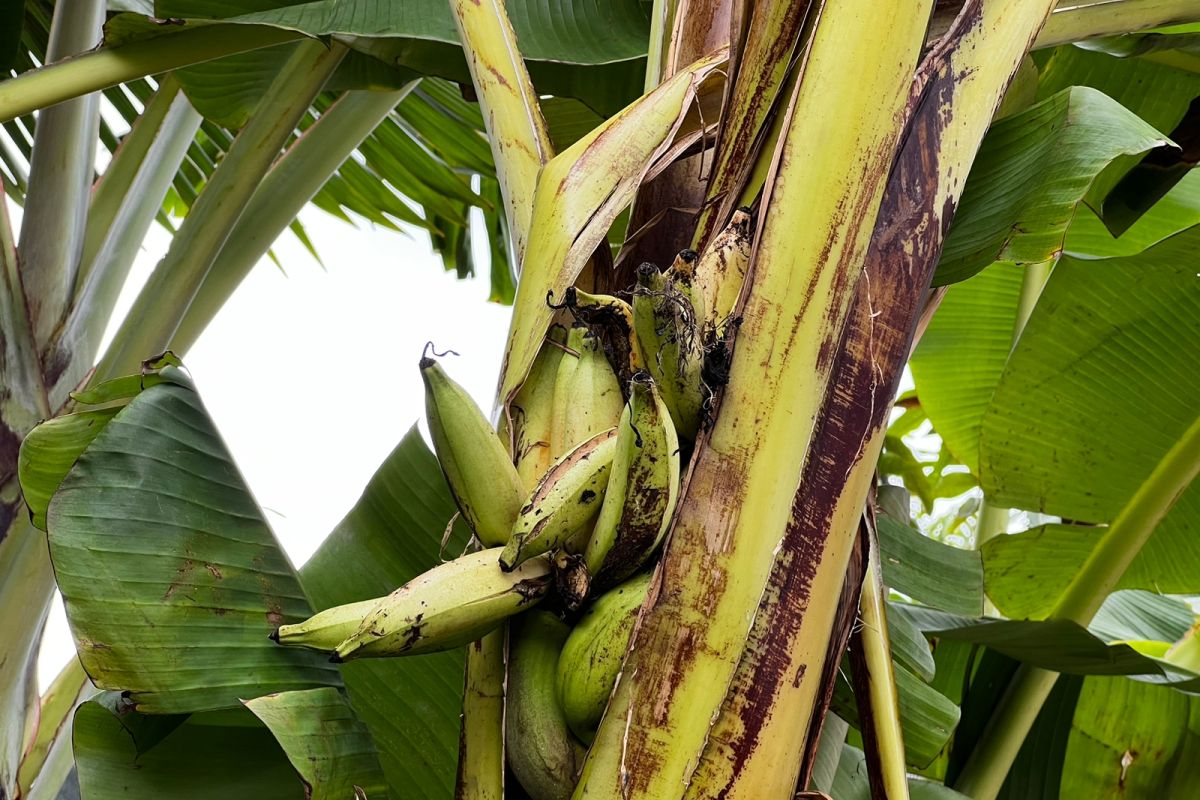 Warga Keputih dikejutkan buah pisang tumbuh dari dalam batang
