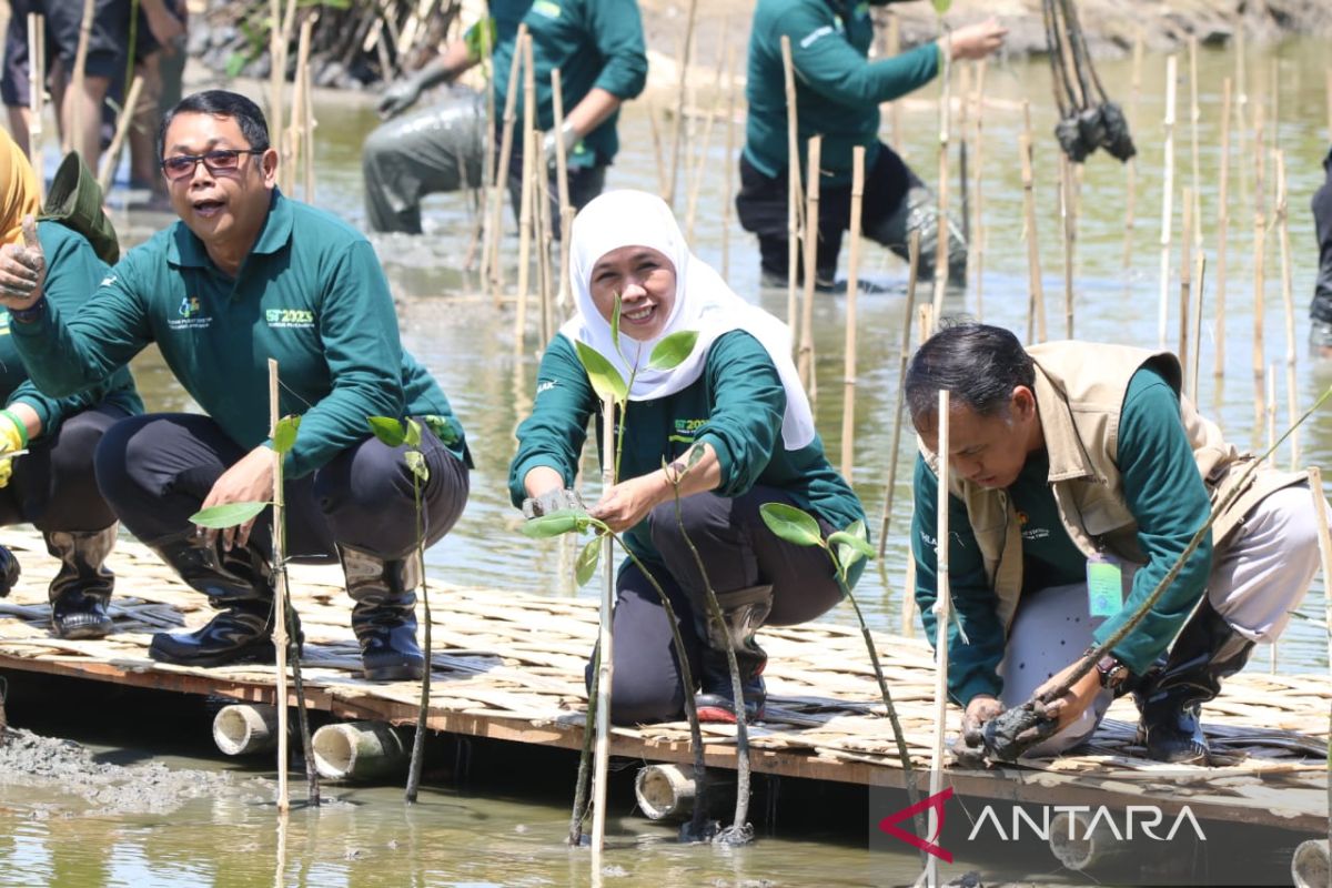 Gubernur : Hutan mangrove Jatim terluas di Pulau Jawa