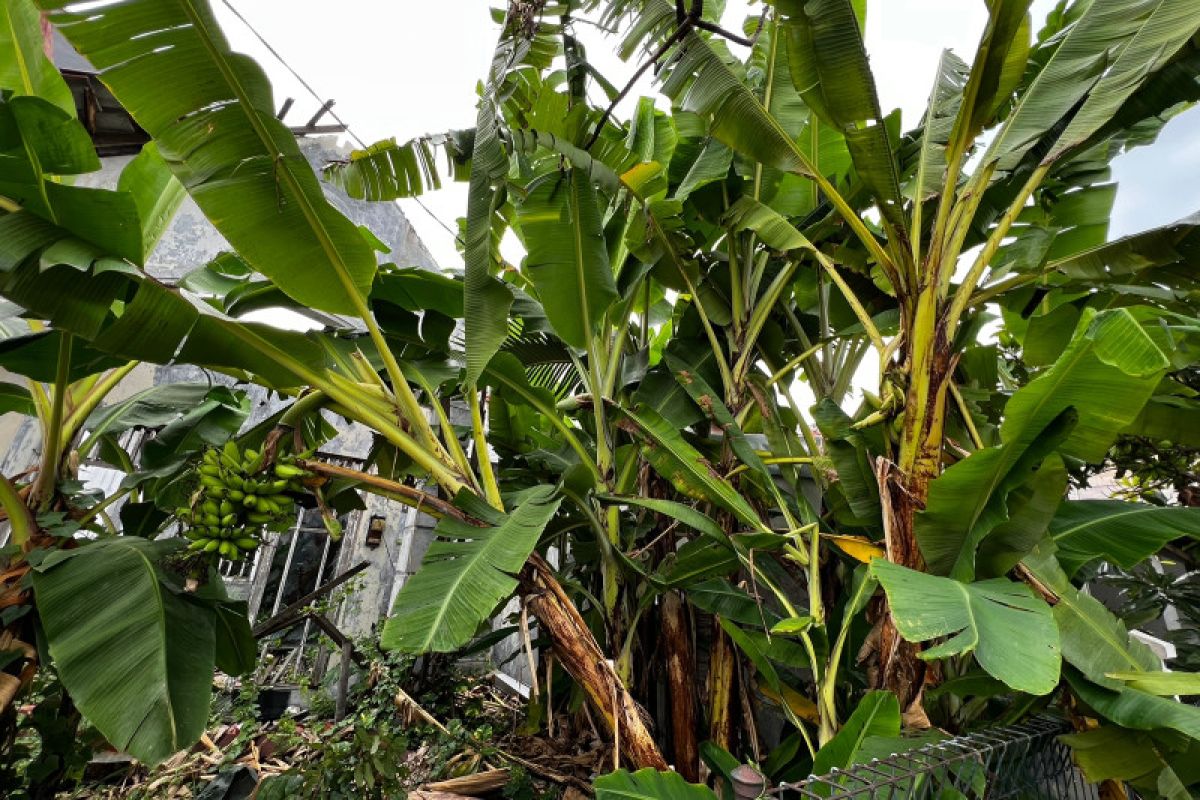 Buah pisang tumbuh dari dalam batang adalah proses alamiah