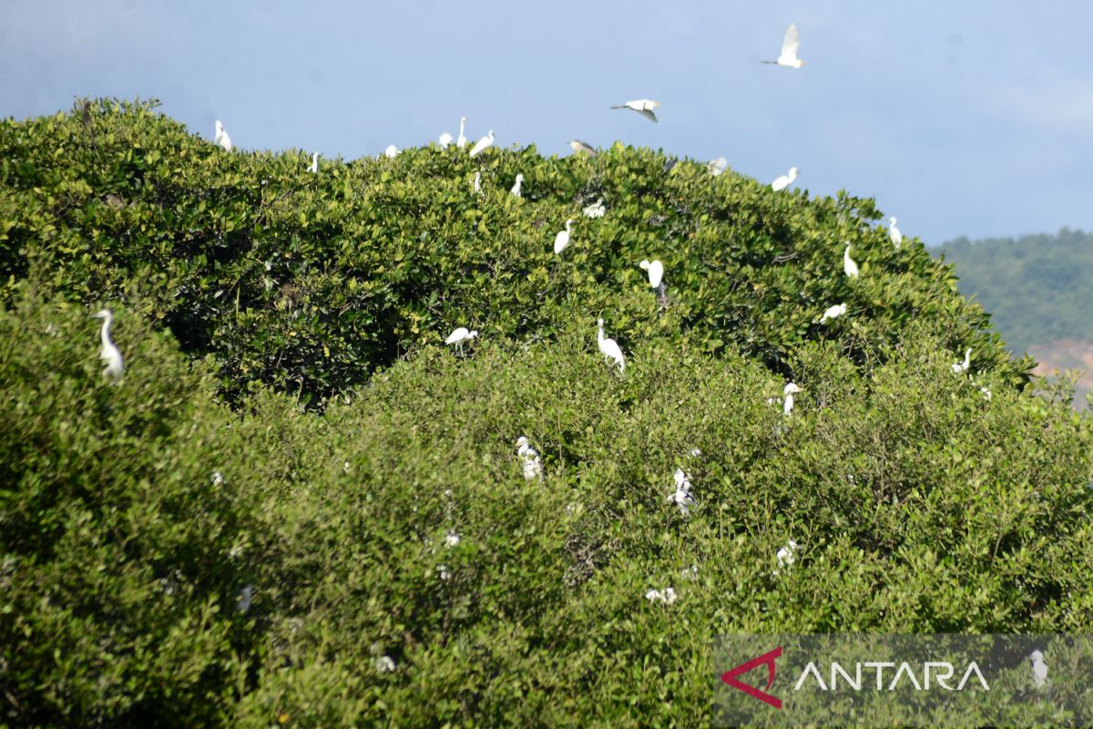 Penanaman mangrove lampui target