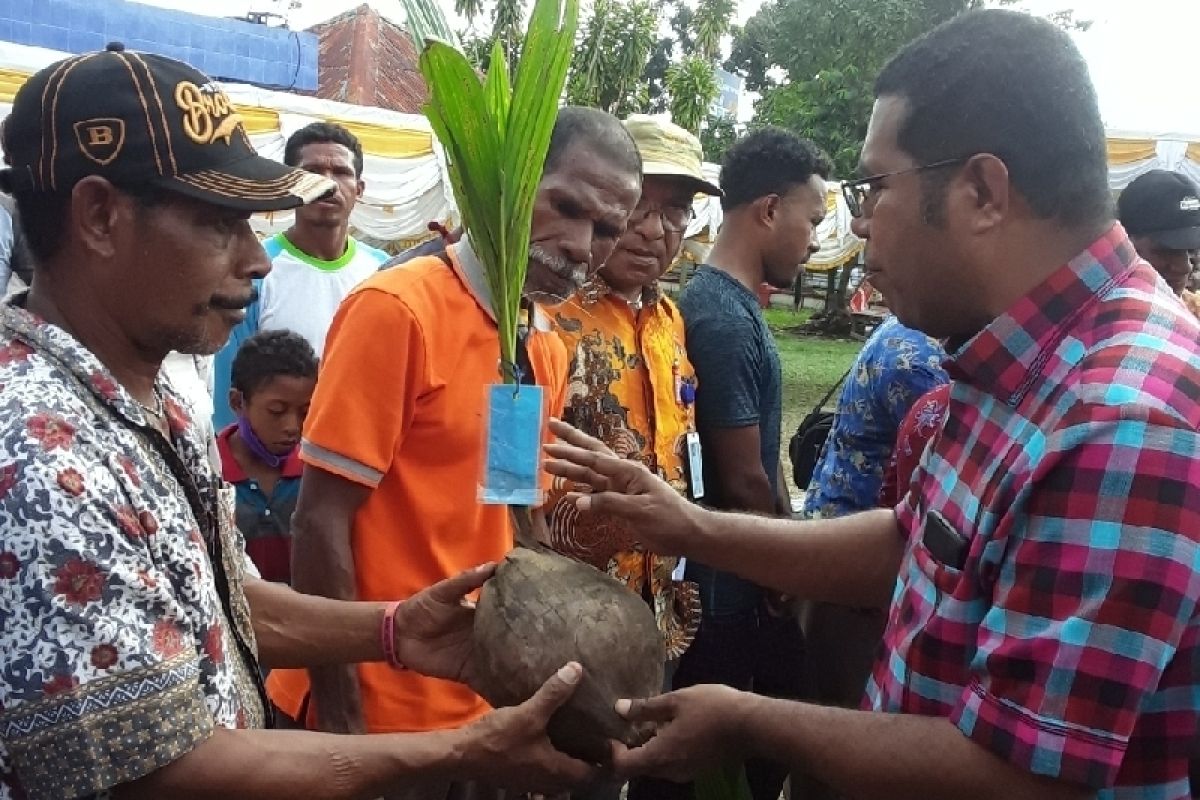Biak ajak masyarakat adat budi daya kelapa hibrida