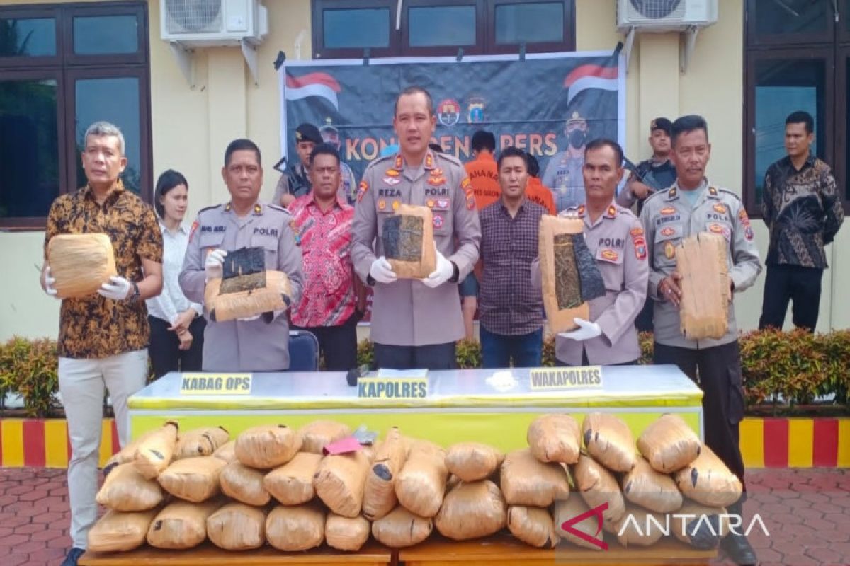 Polisi ringkus tiga kurir ganja antarprovinsi di Madina, seorang tersangka terpaksa ditembak