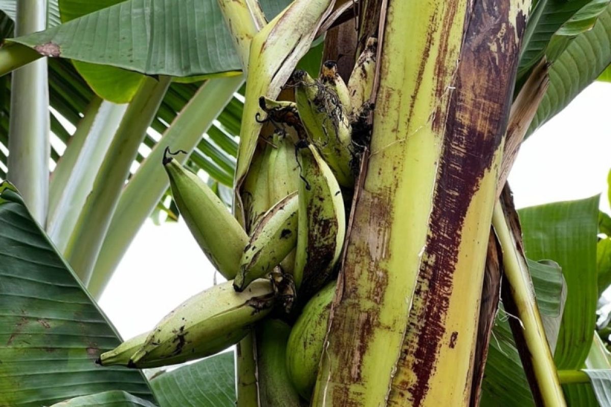 Fenomena buah pisang tumbuh dari dalam batang adalah proses alamiah