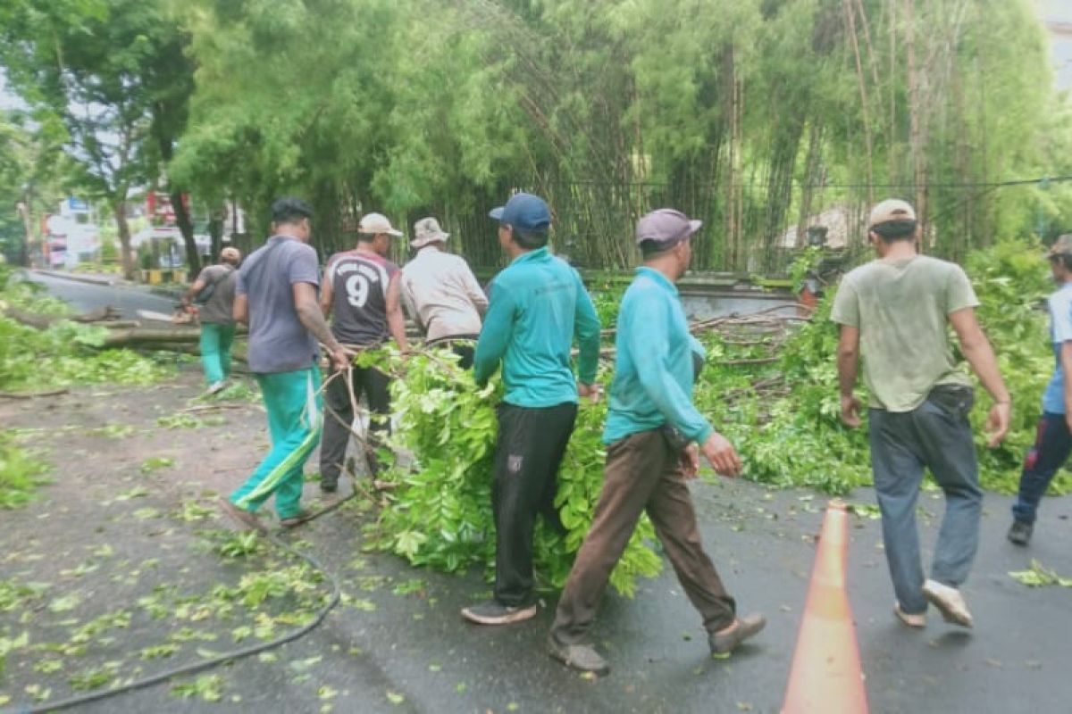 Sambut HUT ke-235, Pemkot Denpasar pangkas pohon perindang