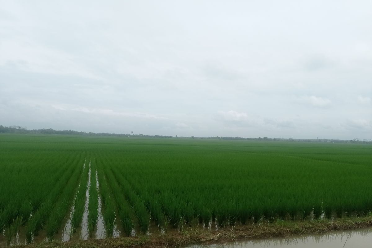 Pada 2023, Pemkab Lebak  targetkan produksi beras 400.000 ton