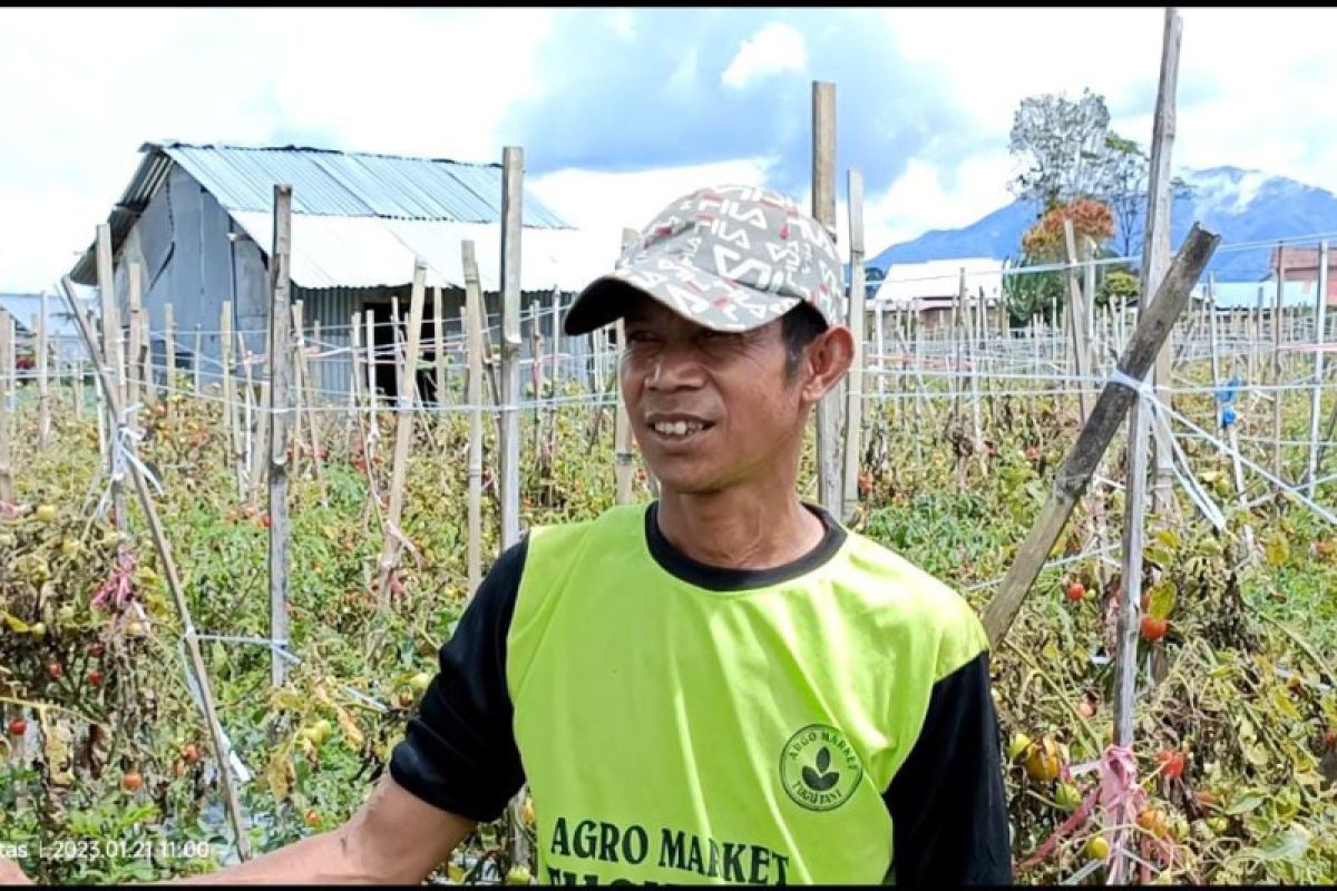 Pekan lalu, petani di Lampung Barat buang tomat ke jurang