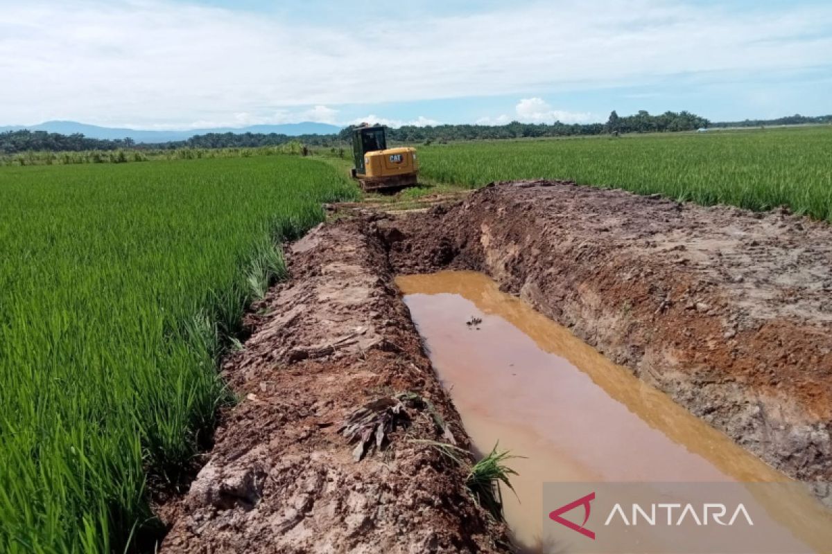 Dinas Pertanian: 1.500 Ha Sawah Di Mukomuko Terima Benih Padi - ANTARA ...