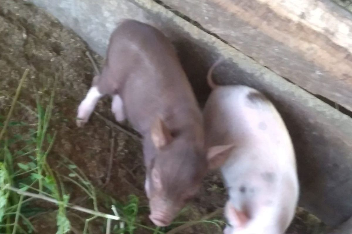 Puluhan ekor babi di Kupang mati diduga kena virus ASF