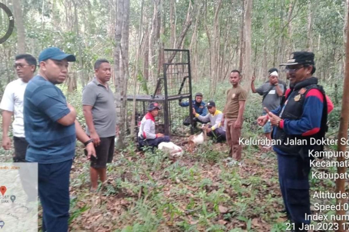 BB KSDA Riau pasang kamera dan kandang jebak harimau di Siak