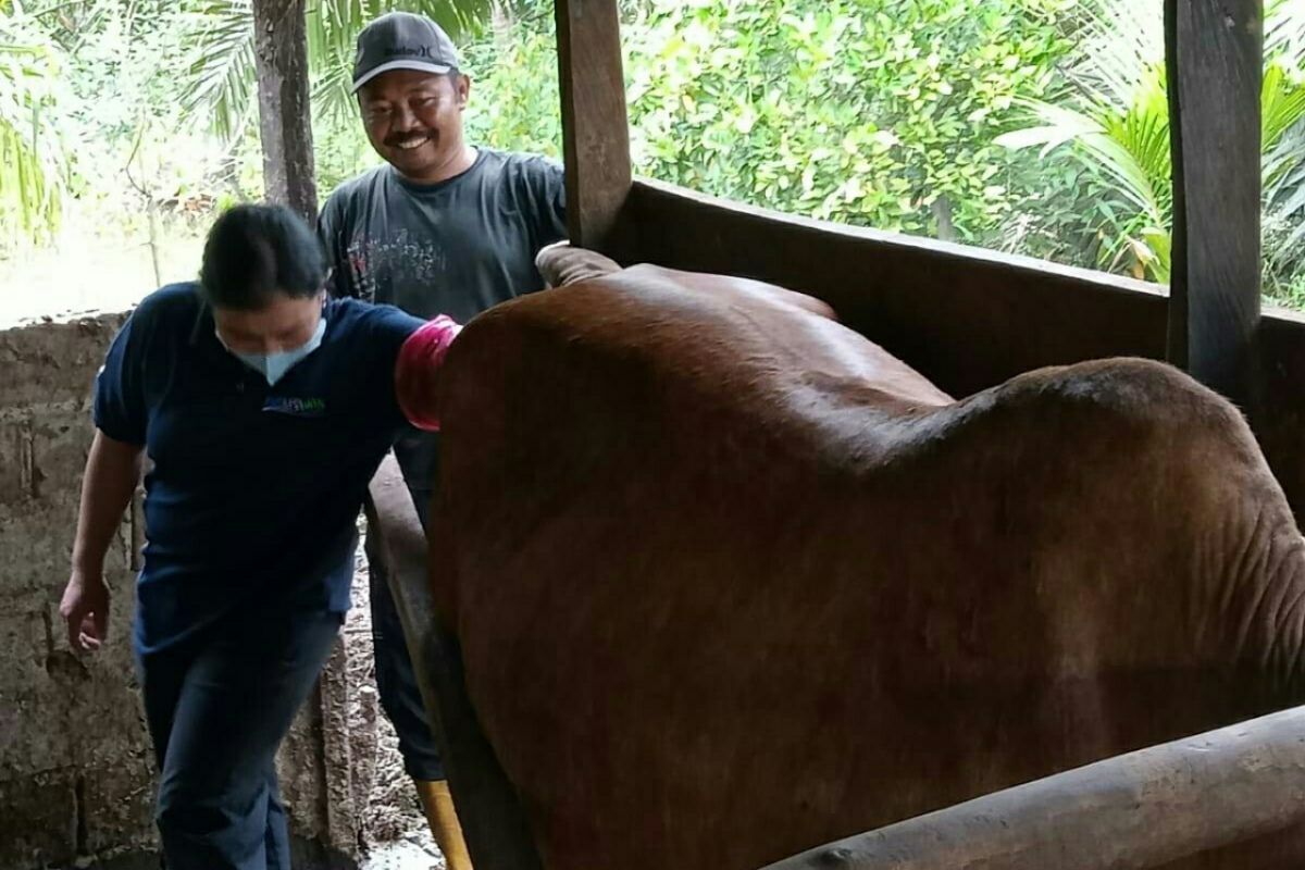 Program Desa Korporasi Sapi di Penajam  tercapai 119 persen