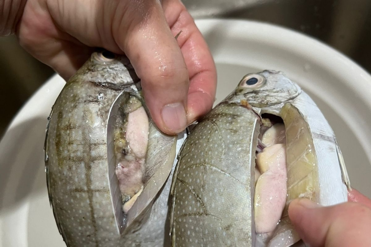 Ikan dingkis diburu masyarakat Tionghoa di Pulau Bintan