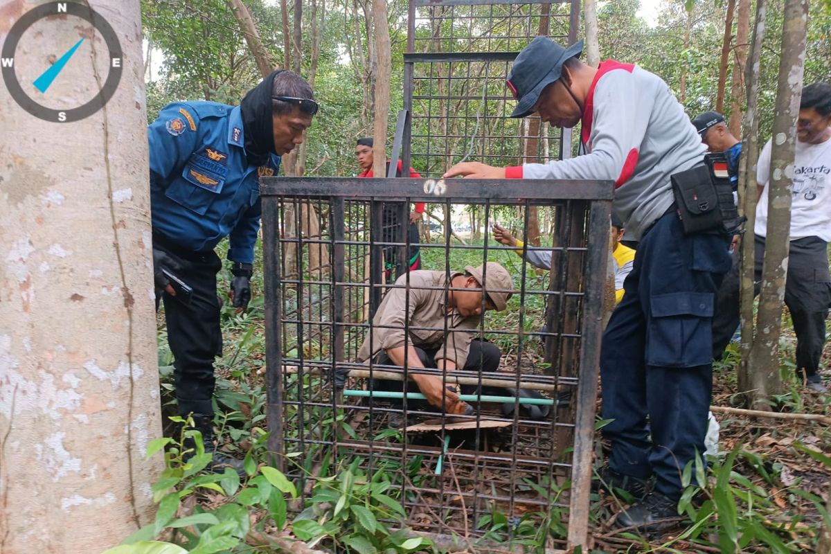 BB KSDA Riau: Harimau di Siak kemungkinan dari Taman Nasional Zamrud