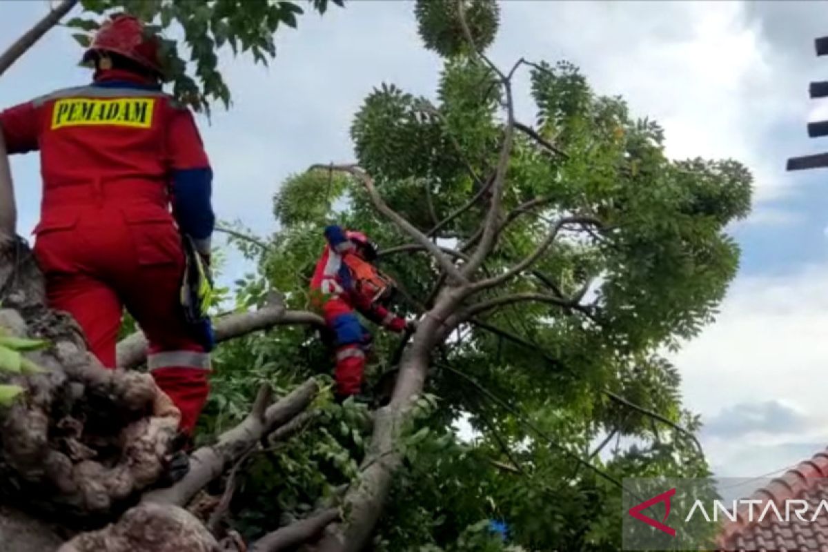 Petugas Gulkarmat evakuasi pohon tumbang di Cakung