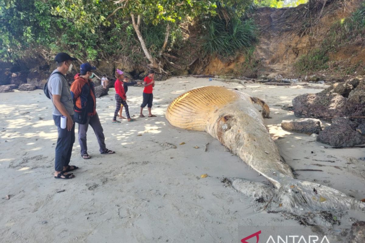 25 kejadian mamalia terdampar di wilayah timur Indonesia di tahun 2022