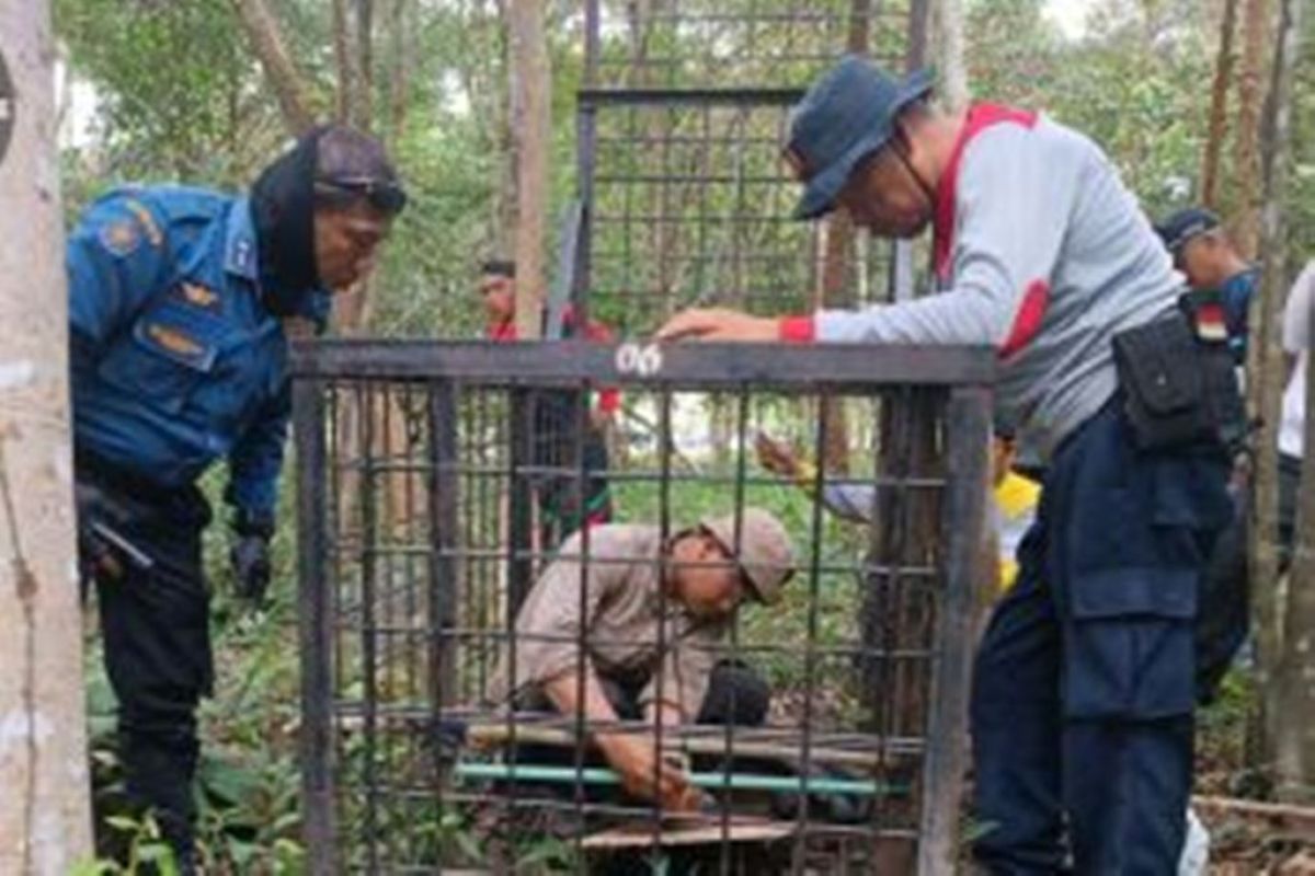 Harimau sumatera masuk kampung  di Siak Riau