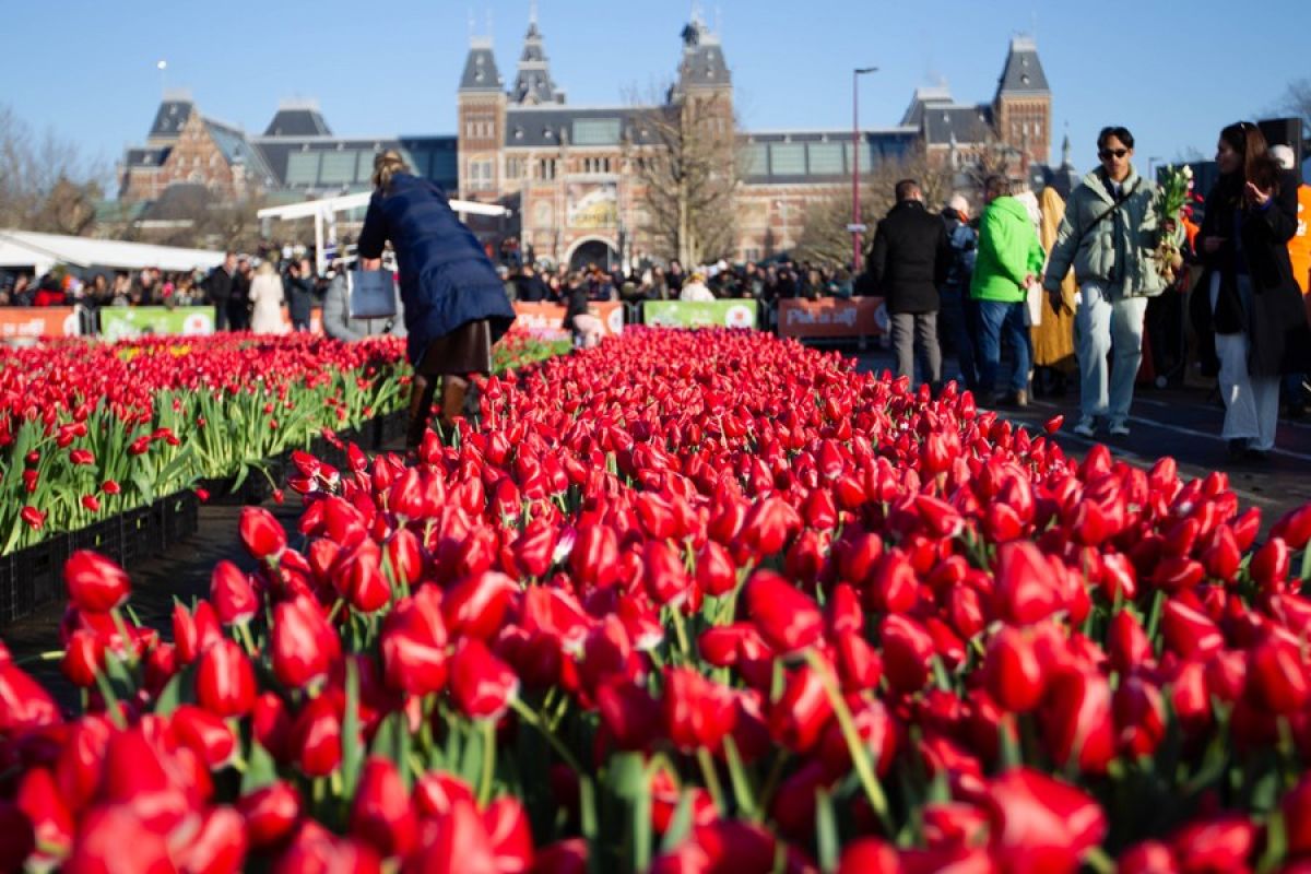 Warga Belanda rayakan Hari Tulip Nasional dengan petik bunga gratis
