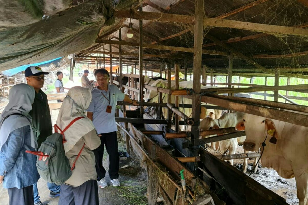 1.000 sapi bantuan Kementan di Penajam terus  berkembang