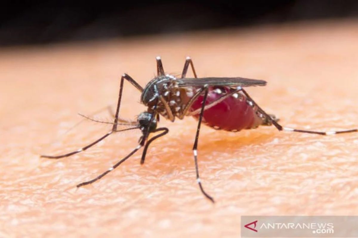 Dokter: Orang tua agar waspadai tanda bahaya infeksi dengue pada anak