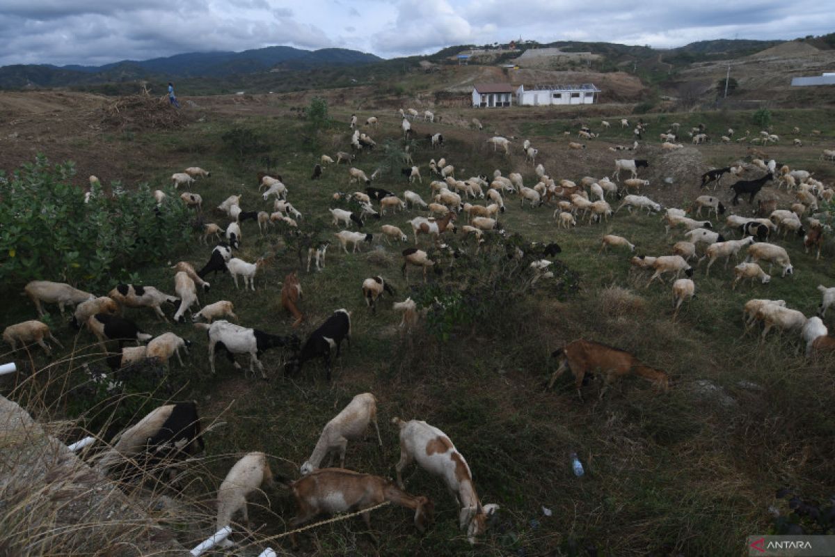 Peternak domba di  Temanggung bentuk BUMP