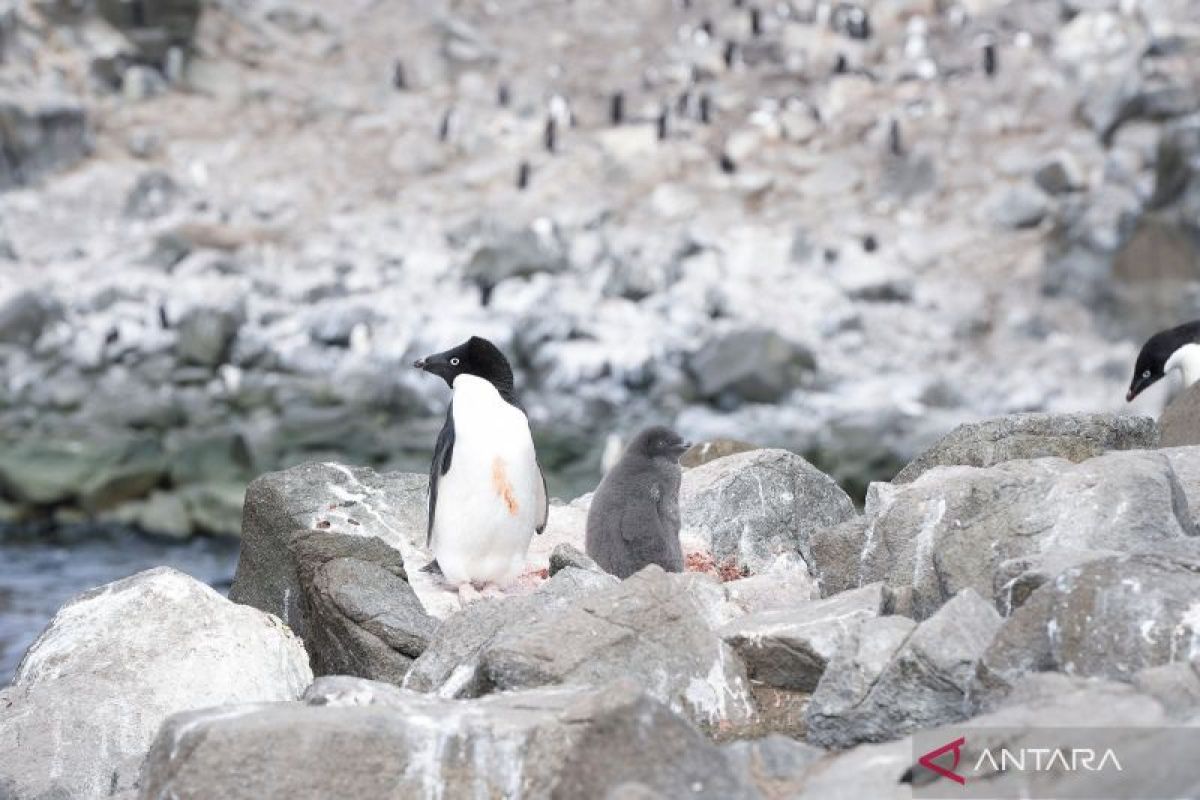 Terlacak dari luar angkasa, Ilmuwan temukan koloni penguin baru