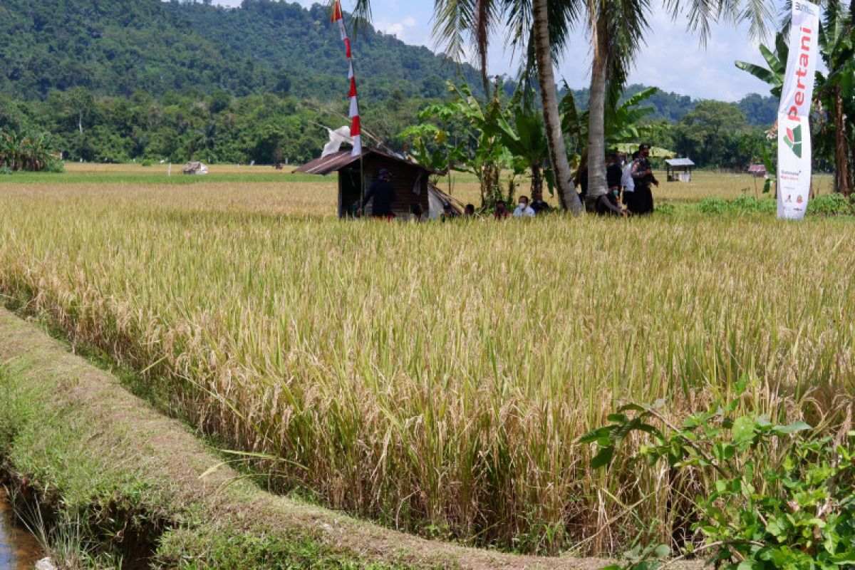 Ministry targets rice production of 54.5 mln tons this year