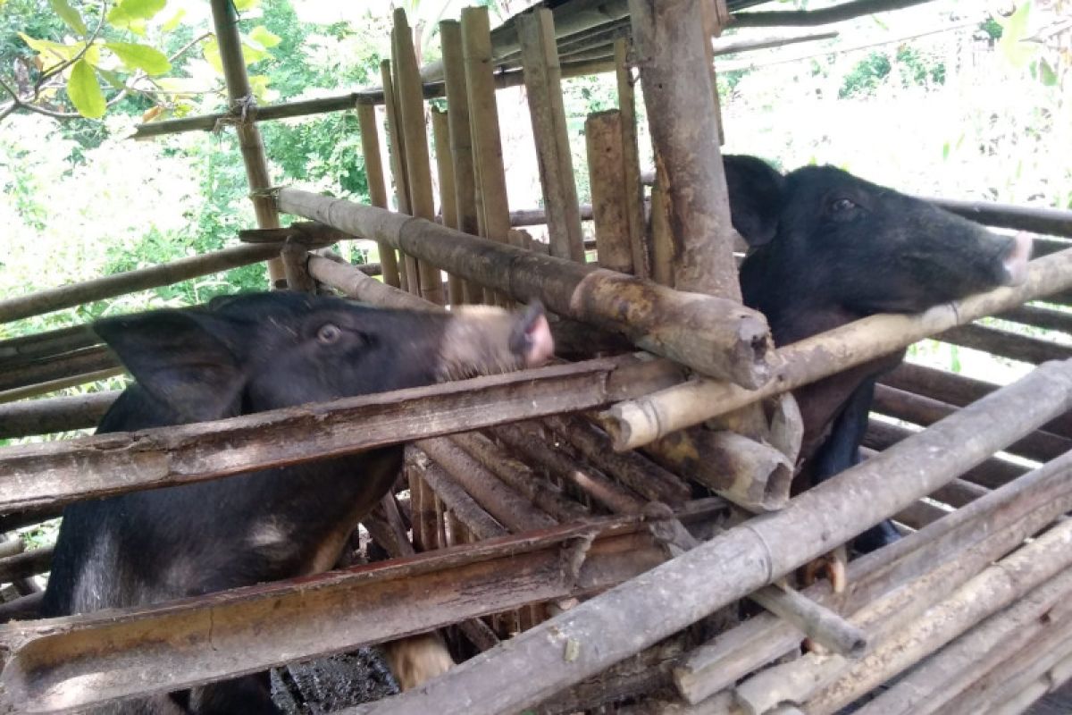 Pemkab Nagekeo tolak bantuan ternak babi cegah ASF