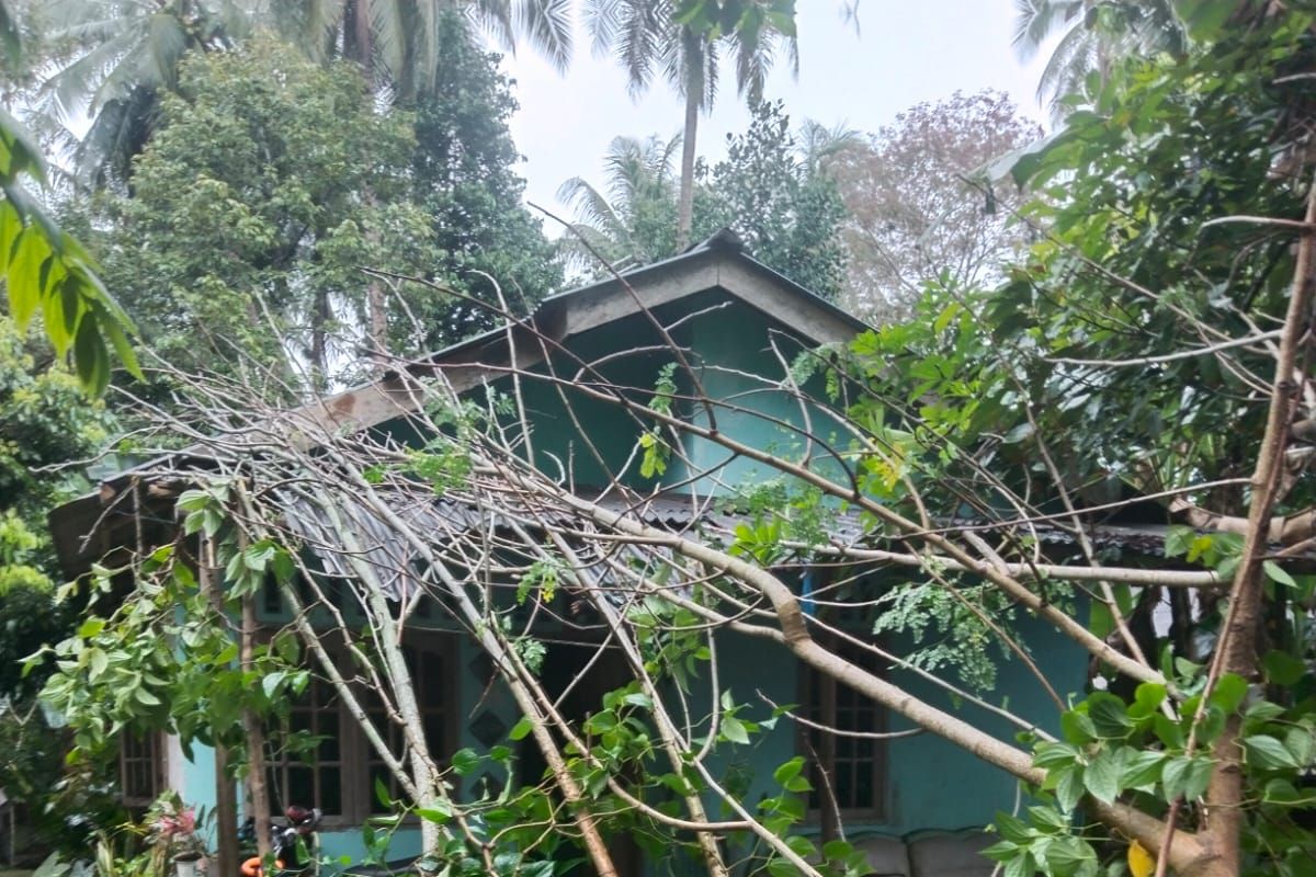 Angin kencang picu pohon tumbang timpa rumah warga di Bintan
