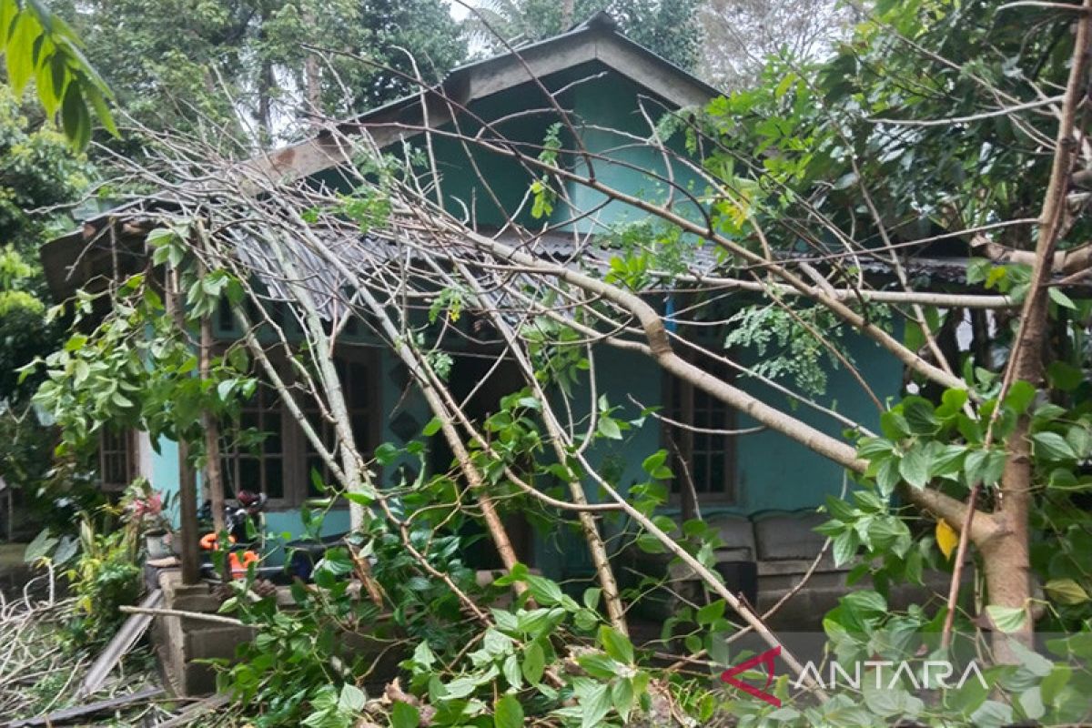 BPBD: Angin kencang picu pohon tumbang timpa rumah warga di Bintan