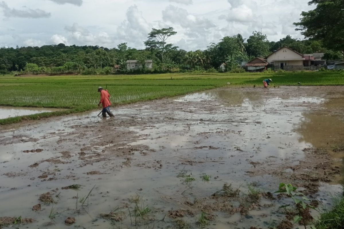 Dinas Pertanian Kabupaten  Lebak ajak petani percepat tanam pangan